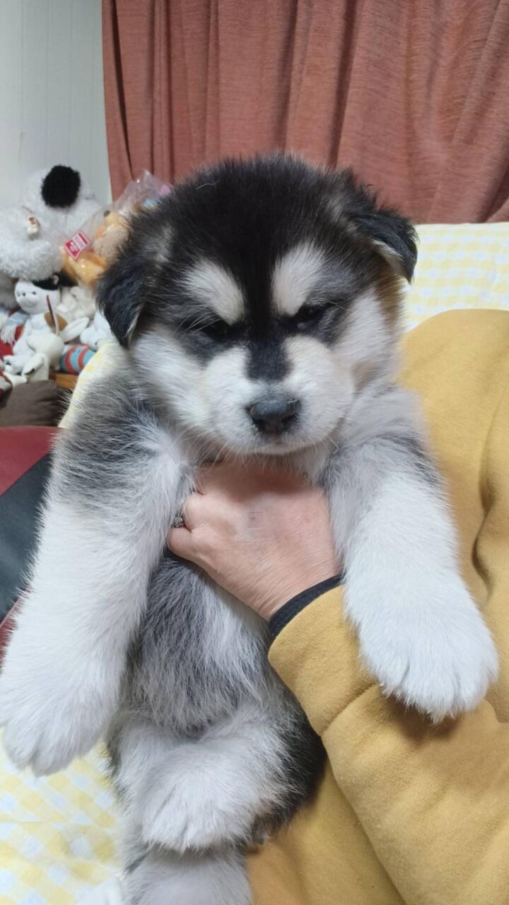 アラスカンパーク - アラスカンマラミュート 子犬 ブリーダー
