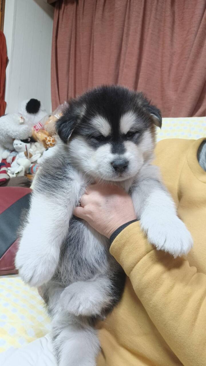 アラスカンパーク - アラスカンマラミュート 子犬 ブリーダー