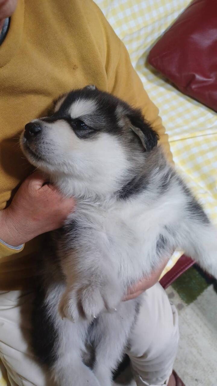 アラスカンパーク - アラスカンマラミュート 子犬 ブリーダー